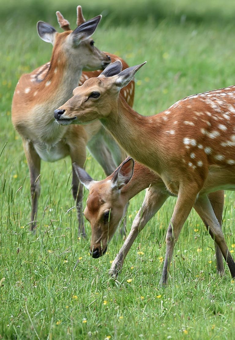 Parco Daini d'Abruzzo